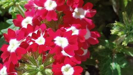 beautiful flowers in the garden © MARIA – Nature