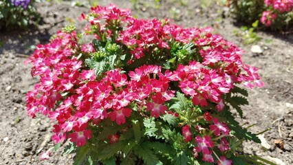 blooming flowers in the garden