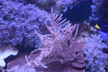 coral reef in aquarium