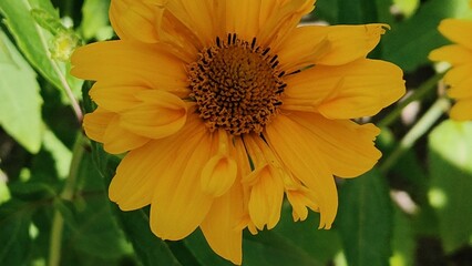 beautiful yellow flower in the garden
