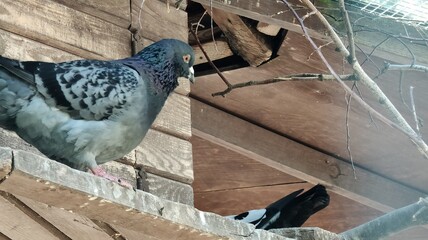 close up view of cute pigeon in the garden