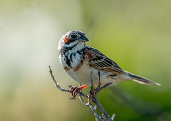 枝に止まるホオアカ