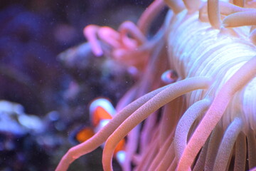 red sea anemone