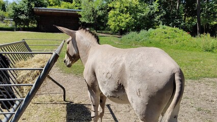 Nialla the maned mini horse at the zoo © MARIA