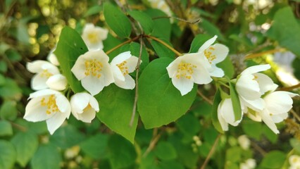 beautiful flowers in the garden