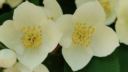 white flowers in the garden © MARIA