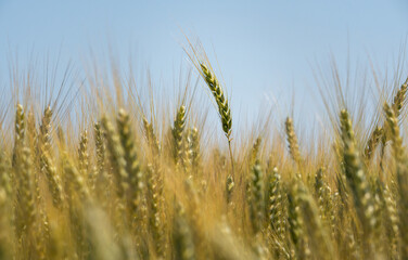 Wachsender Weizen auf einem Feld