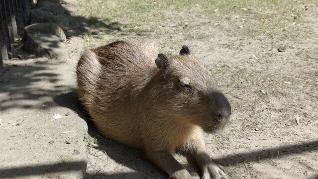 In the picture, a capybara is lying on the ground.