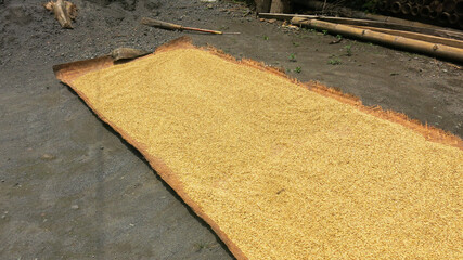 raw unmilled rice paddy grain being dried traditionally under sun. drying gold paddy seed after...