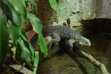 alligator in the water