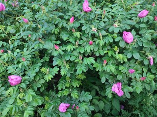 Beautiful summer flowers. Rosa rugosa