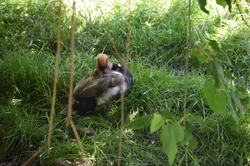 duck and ducklings