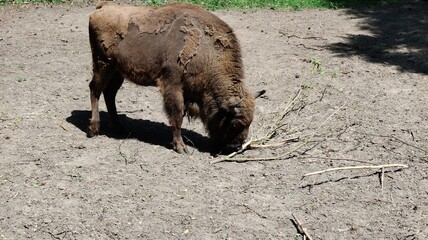 big bison in the zoo © MARIA