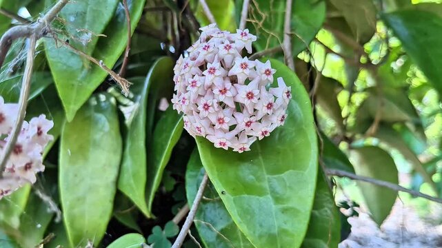 hoya wax plant in bloom, close up of pink star shaped hoya flowers, flowering tropical vine with waxy leaves

