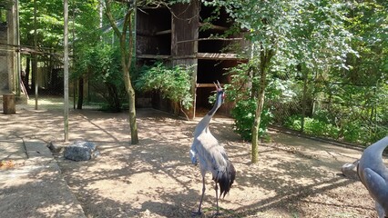 the white pelican in the zoo © MARIA