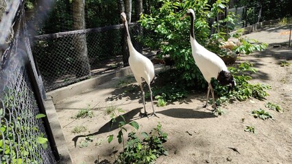 white pelican in the zoo