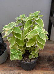El orégano común, científicamente conocido como Origanum vulgare, es una hierba aromática muy utilizada en la cocina mediterránea y en la medicina tradicional. tambien se llama oregano cubano