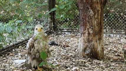 beautiful bird in the forest © MARIA