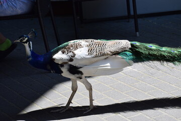 peacock in the zoo