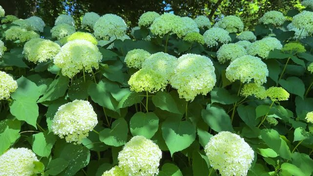 Close-up of blooming white hydrangea Annabelle in a lush green garden under summer sunlight