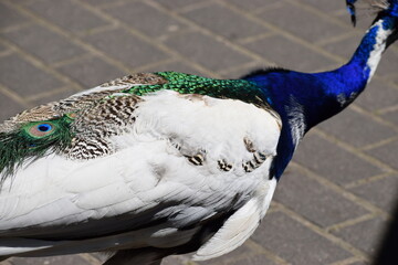 close up of a peacock