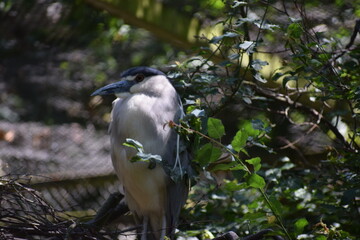 black crowned night heron