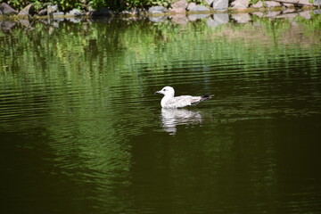 ducks on the lake