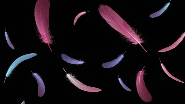 Gentle Plumage: Soft Feathers Cascade in Seamless Loop on Black Background for Creative Projects