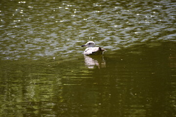 duck on the water
