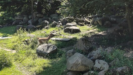 Young llama in the zoo