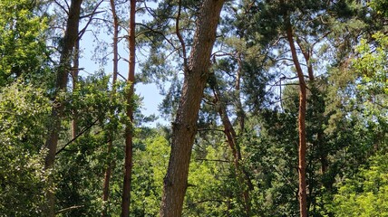 Fototapeta premium beautiful view of the forest