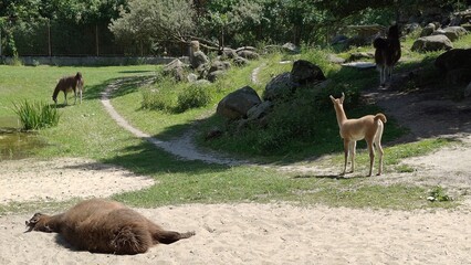 camel in the zoo © MARIA