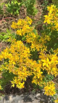 Yellow St John&rsquo;s Wort flowers blooming in the wild under summer sun, medicinal herb close-up, vertical video