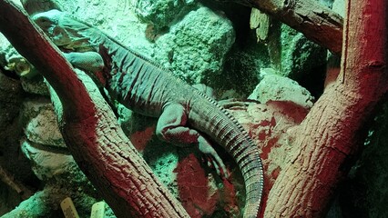 lizard on the ground, close up © MARIA – Nature