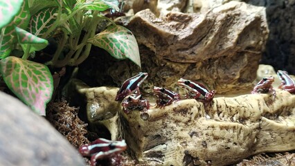a closeup shot of a frog
