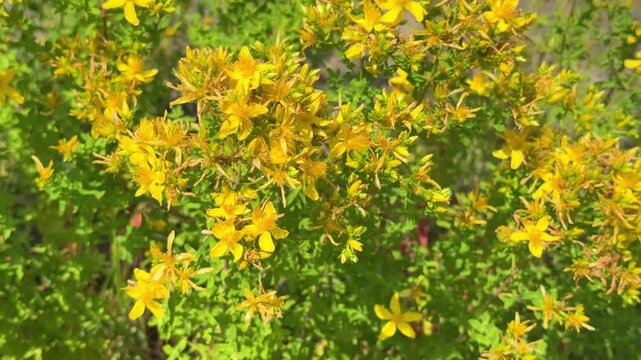 Yellow St John&rsquo;s Wort flowers blooming in the wild under summer sun, medicinal herb close-up