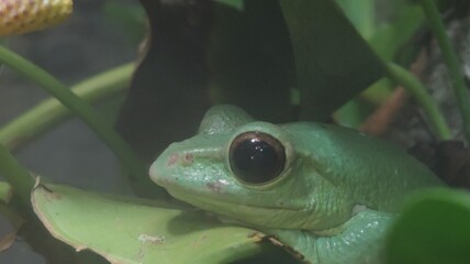 a close up of a frog