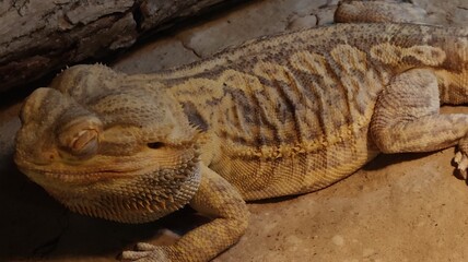 a closeup shot of a beautiful white dragon