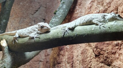 close up of a white lizard