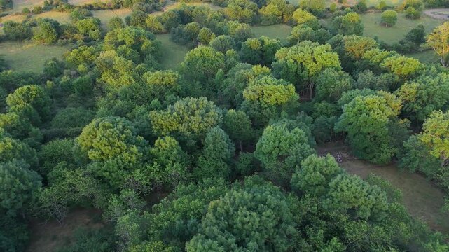 Video a&eacute;rienne d'une plaine sur une colline avec plein d'arbres au coucher de soleil