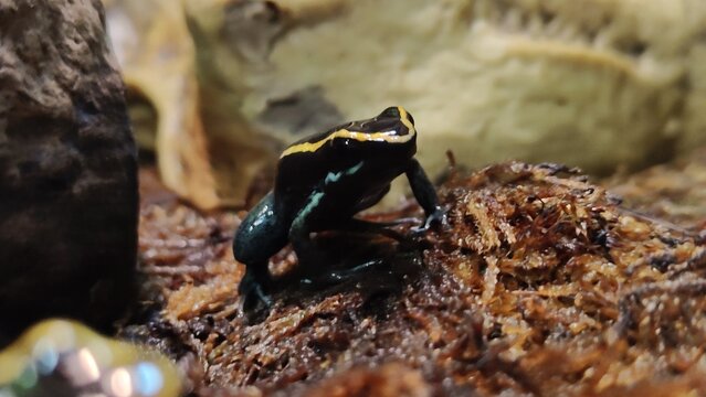 frog, animal, aquatic, fauna