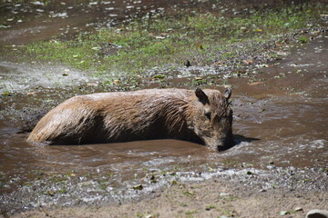 wild boar in the woods