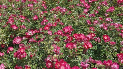red roses in the garden