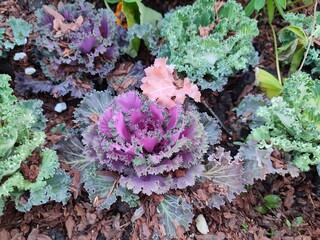 Decorative cabbage in a flower bed