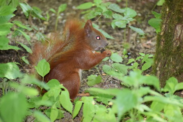 squirrel in the park