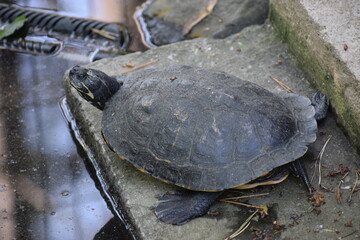 Obraz premium red eared slider turtle