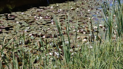 water lily flowers, aquatic plant
