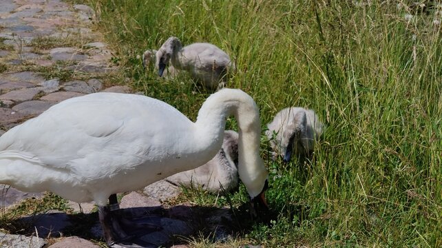 Close-up of a white swan with its little children
