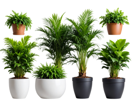 Animated plant in pot for home decor niche isolated on transparent background PNG - Powered by Adobe