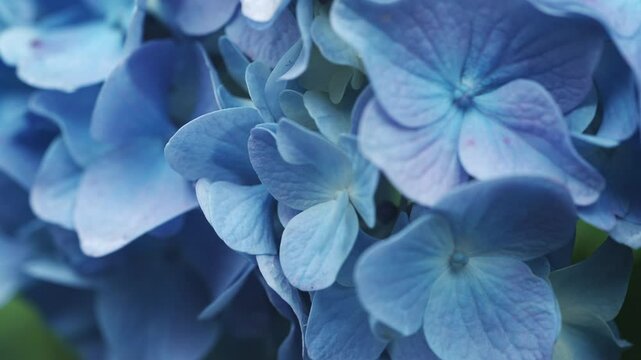 雨の日に青く咲く紫陽花の花びら